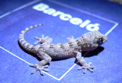 A little visitor in my room at Lanzarote