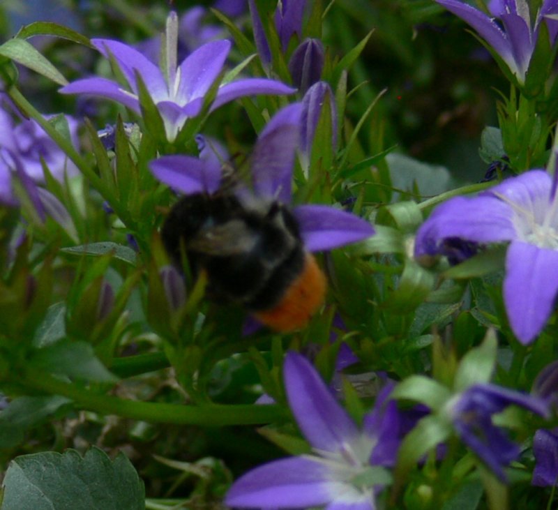 p1510158crop.jpg